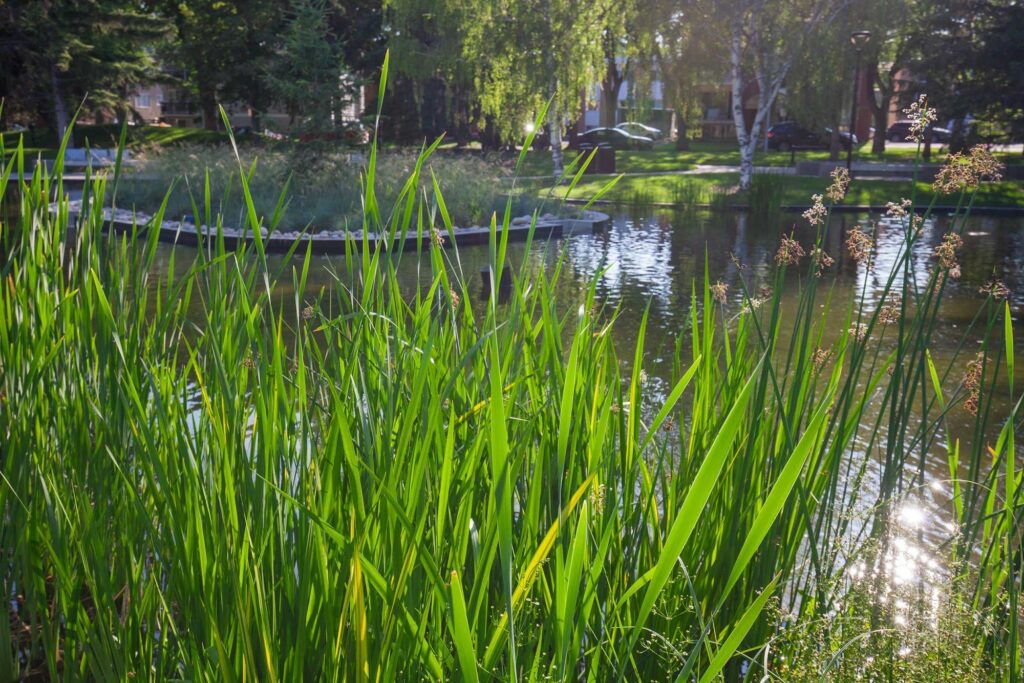Paul Kane Park – photo 3